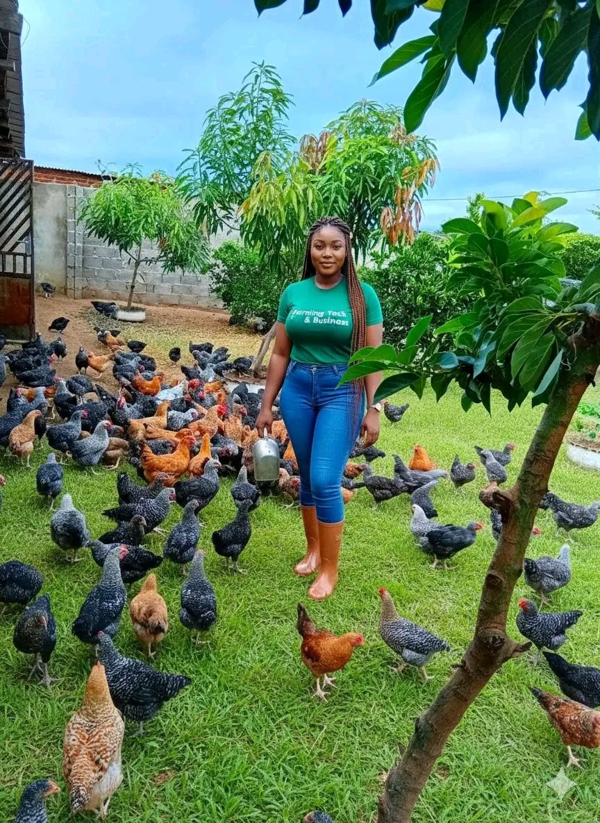 40 LAWS OF BACKYARD CHICKEN FARMING SUCCESS

1. Choose hardy breeds suited to your climate.  
2. Start with healthy chicks from reputable sources.  
3. Build a predator-proof coop.  
4. Provide proper ventilation in the coop.  
5. Ensure adequate space per bird (at least 4 sq