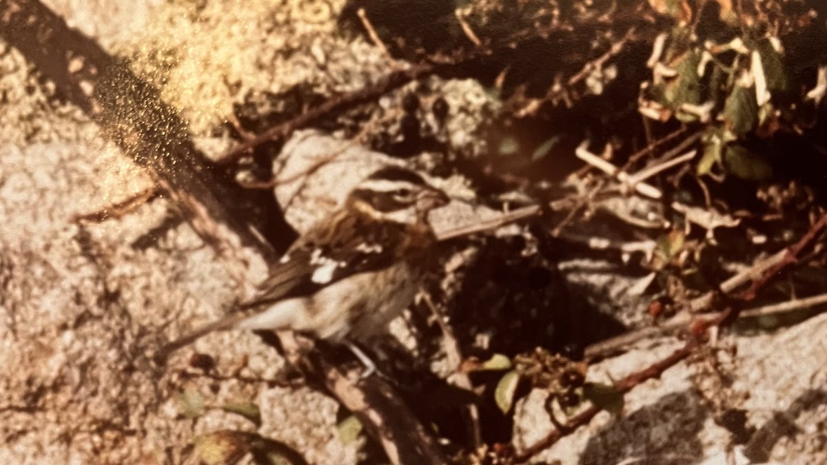 simrob500 tweet media