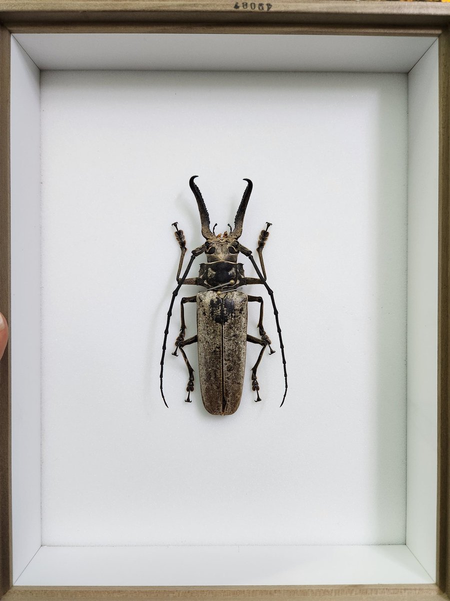 Ha(Azazel) tweet media