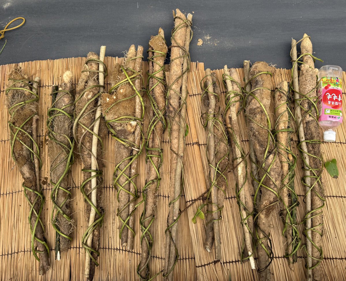 海千山千るりま ＼ バエパッチョ提唱者 ／ tweet media