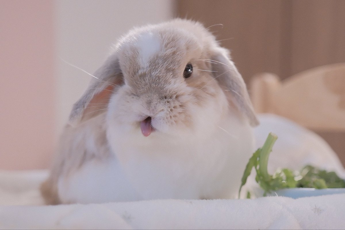 フライパンの海♪うさぎ♡ うさちゃんシューズ｜ウサギがいる｜CUNE ONLINE STORE