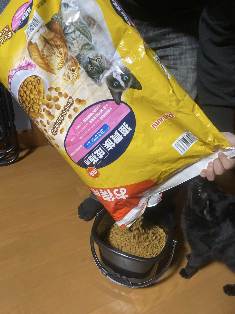 ねこまんま on X