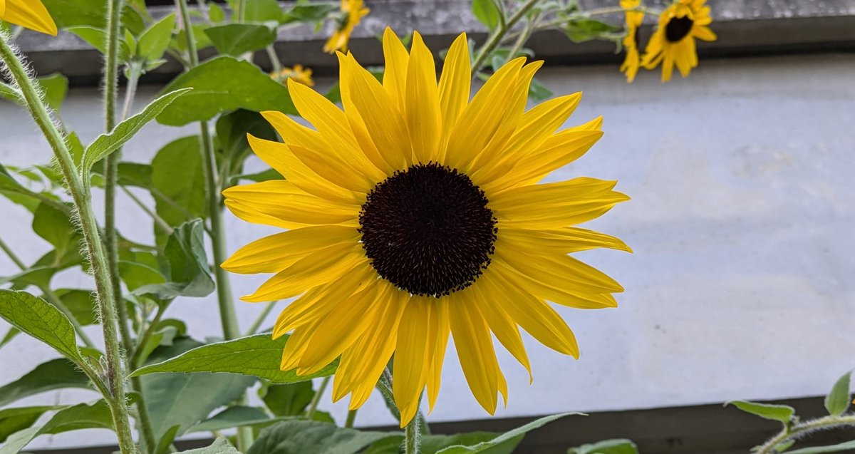 【Y】2点　ひまわり様 千葉県銚子市『満願寺』とひまわり🌻 . . 今年初！ひまわり撮影🌻 遅