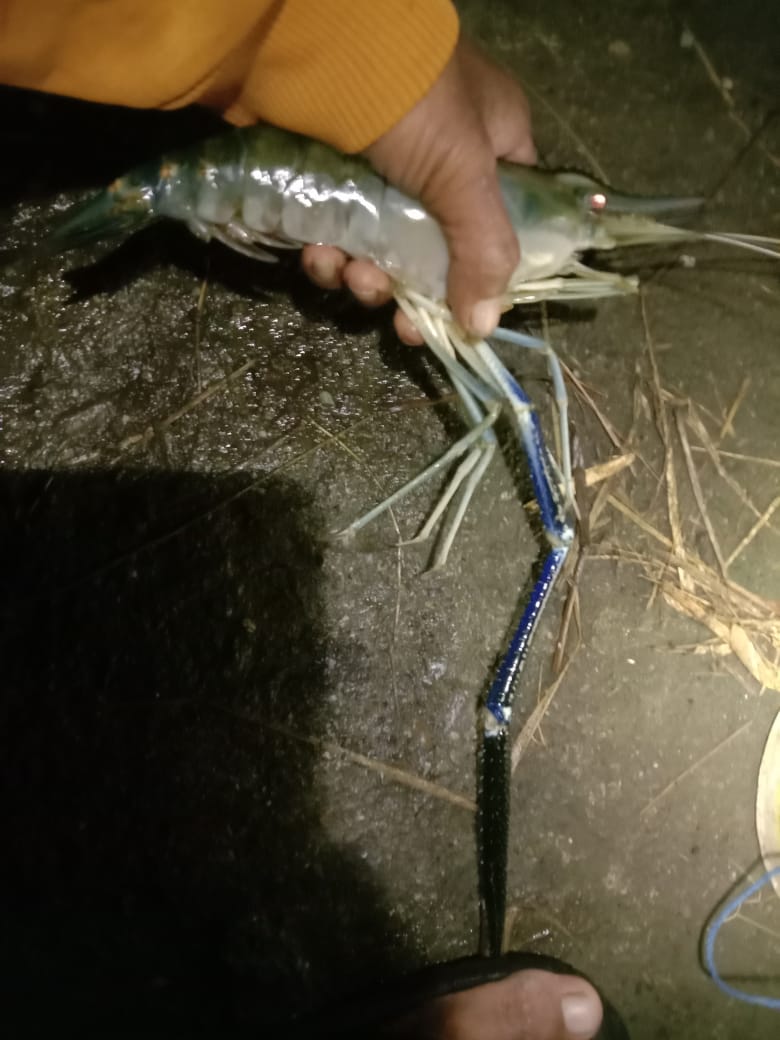 Hasil tadi malam ..lumayan gede gede sih, 
Soga nanti cuaca aman , mau berangkat berburu lagi