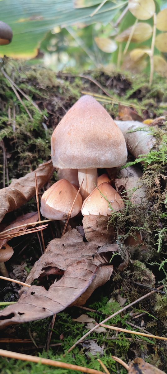 クリタケの村があった