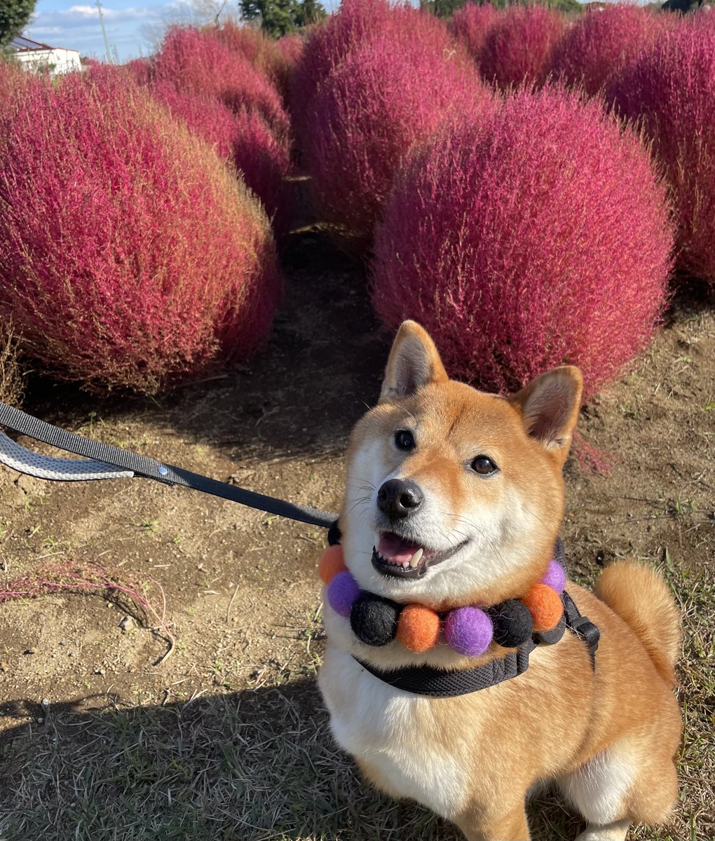 コキアとおだし