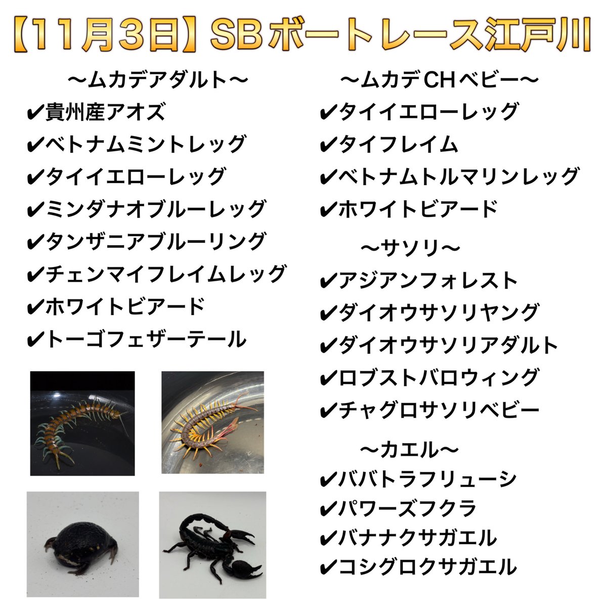 bug_forest's tweet image. SBボートレース江戸川、奇蟲&amp;amp;カエル販売リストです✨

当ブースではクワカブ、奇蟲、カエルなどの幅広いラインナップでお届けいたします‼️