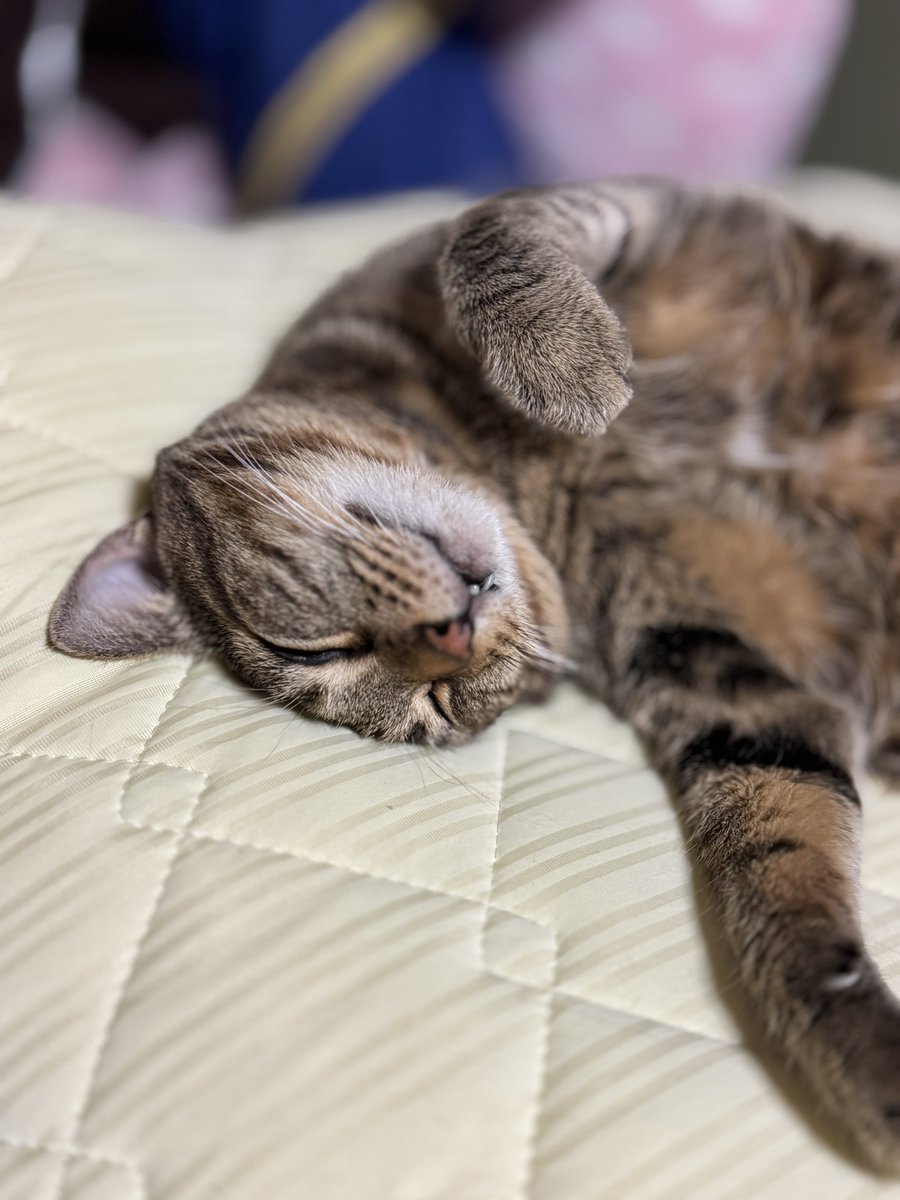 駒♀(キジトラ) 花♀(三毛猫) on X