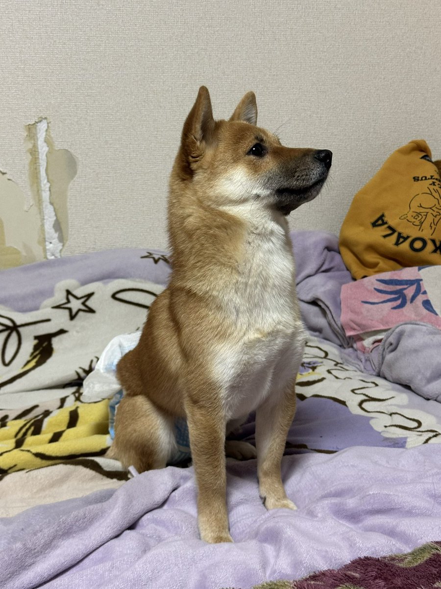 【迷子犬探してます‼️】

岡山県倉敷市玉島付近にて

11月1日から行方不明になりました💦

目撃した方はリプライやDMをいただけますと幸いです🙇‍♂️

名前：セラ
性別：メス（未避妊）
年齢：1歳
特徴：豆柴
　　　青色の犬用紙パンツ着用

#迷子犬 #犬 #迷い犬 #岡山県 #倉敷市 #玉島 #拡散希望
