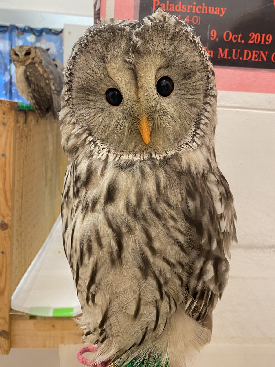 OWLCAFE-フクロウのみせ月島 【公式】 on X