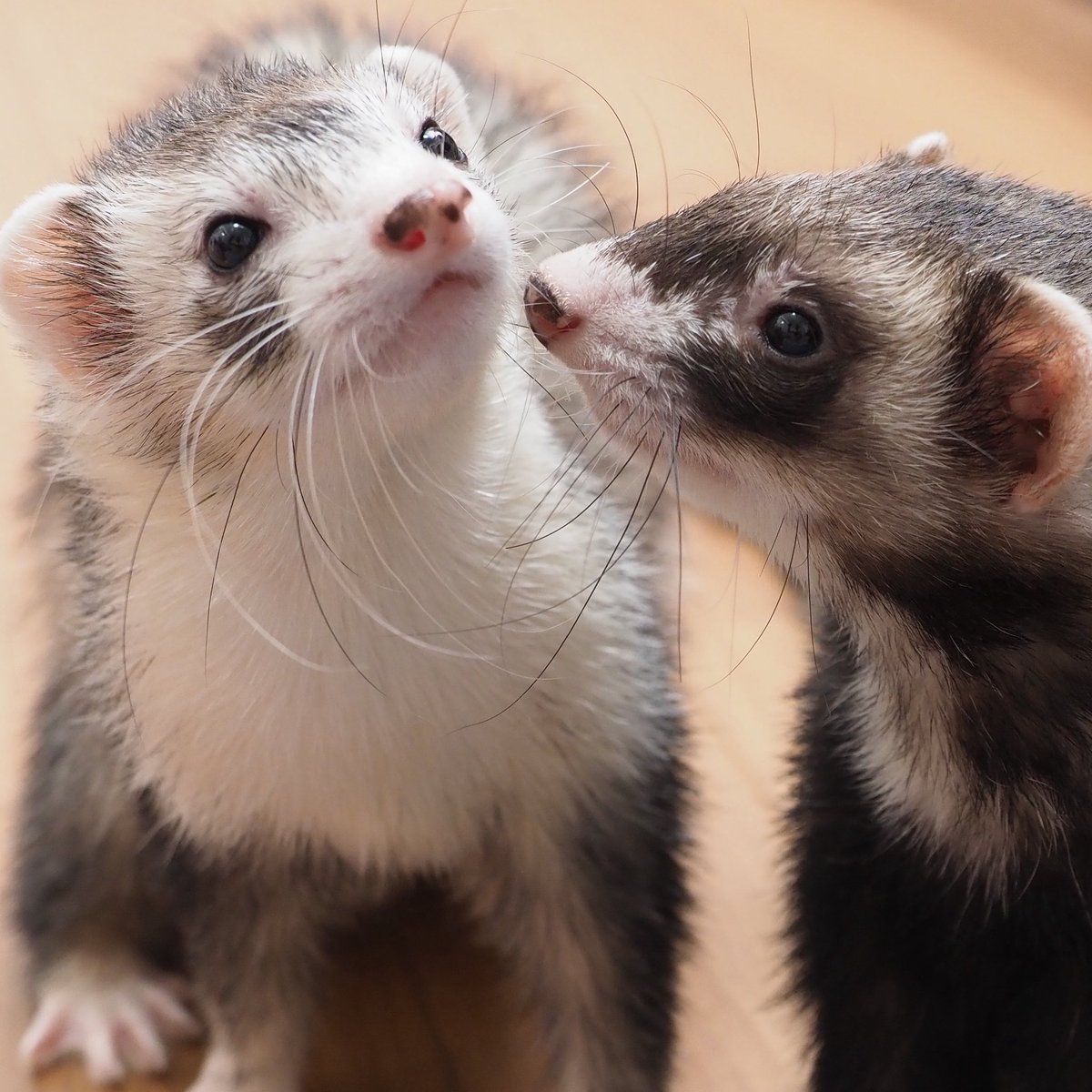 あっきー様ʢ☘︎-·̮•̯ʡʢ•̯·̫-☀︎ʡ on X