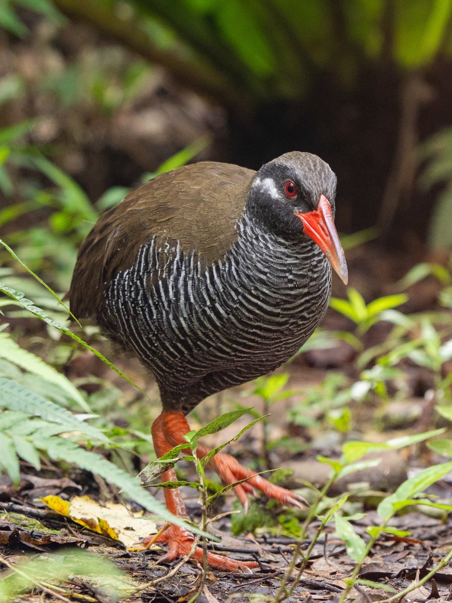 やんばるくいな 一触即発か？ ハブとヤンバルクイナ やんばるの自然 沖縄 - YouTube