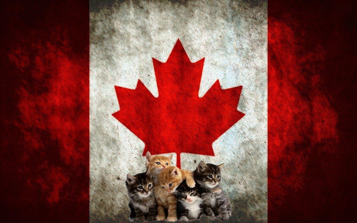 mrouben's tweet image. CANADIAN KITTIES MONTHLY : OCTOBER 2025
