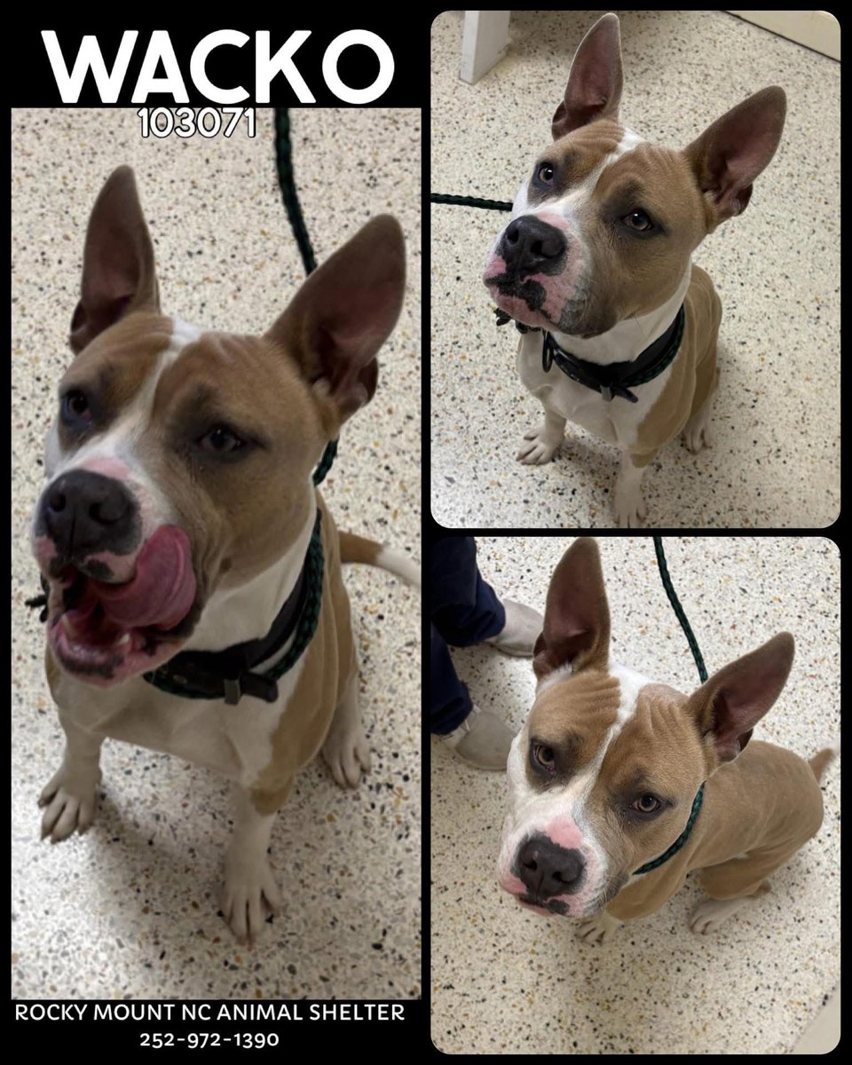 Dubs4Mutts's tweet image. 🐶 WACKO 🩵 is looking for a forever home in #RockyMount #NC 1yo 54lbs funny, athletic, brave 😍 Poor Wacko was found #stray 💔 He hopes to find a true loving family 11/3 #AdoptMe Shelter is FULL 🆘 Can you help rescue me? Please 📧 rmcriticalnetworking@gmail.com for ℹ️…