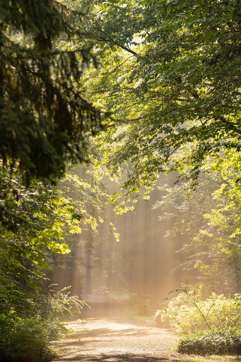 purenature_1's tweet image. Nature colours 💚 #forest #sunlight