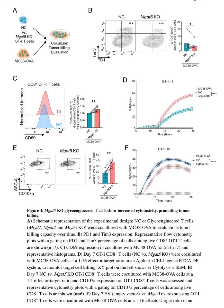 #glycotime
<a href="/Salome_S_Pinho/">Salome Pinho</a> <a href="/CarolinaSDantas/">Carolina S. Dantas</a> <a href="/Cat__Azevedo/">Catarina M. Azevedo</a> <a href="/A__Fernandes12/">Ângela Fernandes</a> <a href="/DelgoffeLab/">Delgoffe Lab</a> &amp; others show that MGAT5-mediated branched N-glycans regulate CD8+ T-cell function in cancer &amp; provide a strategy to enhance antitumor activity of native &amp; CAR T-cells‼️
tinyurl.com/5fsxn24j