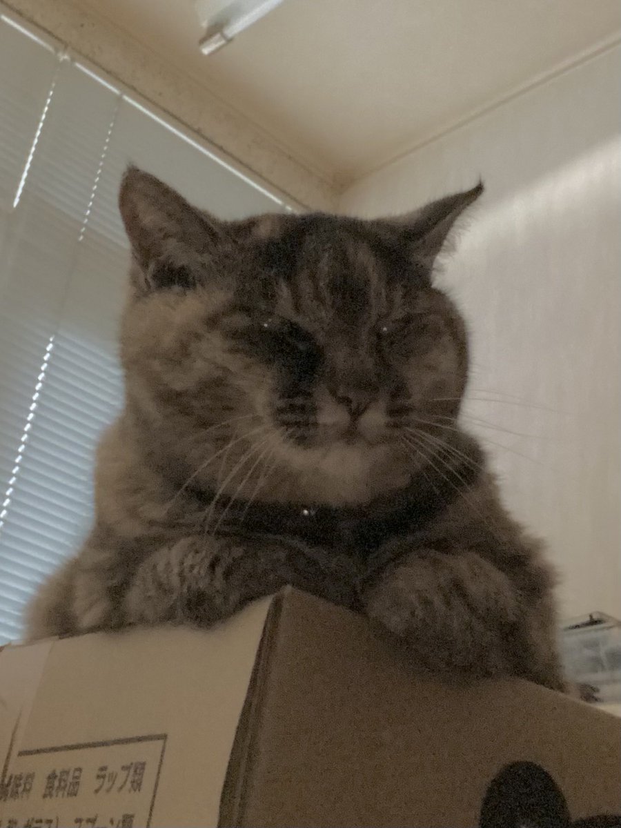 ねこ猫様 あんずのせ猫 220727 - YouTube