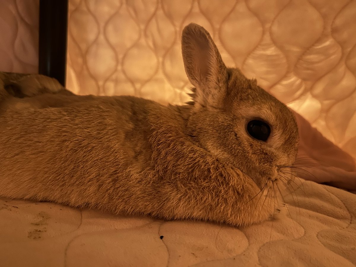 うさぎちゃん on X