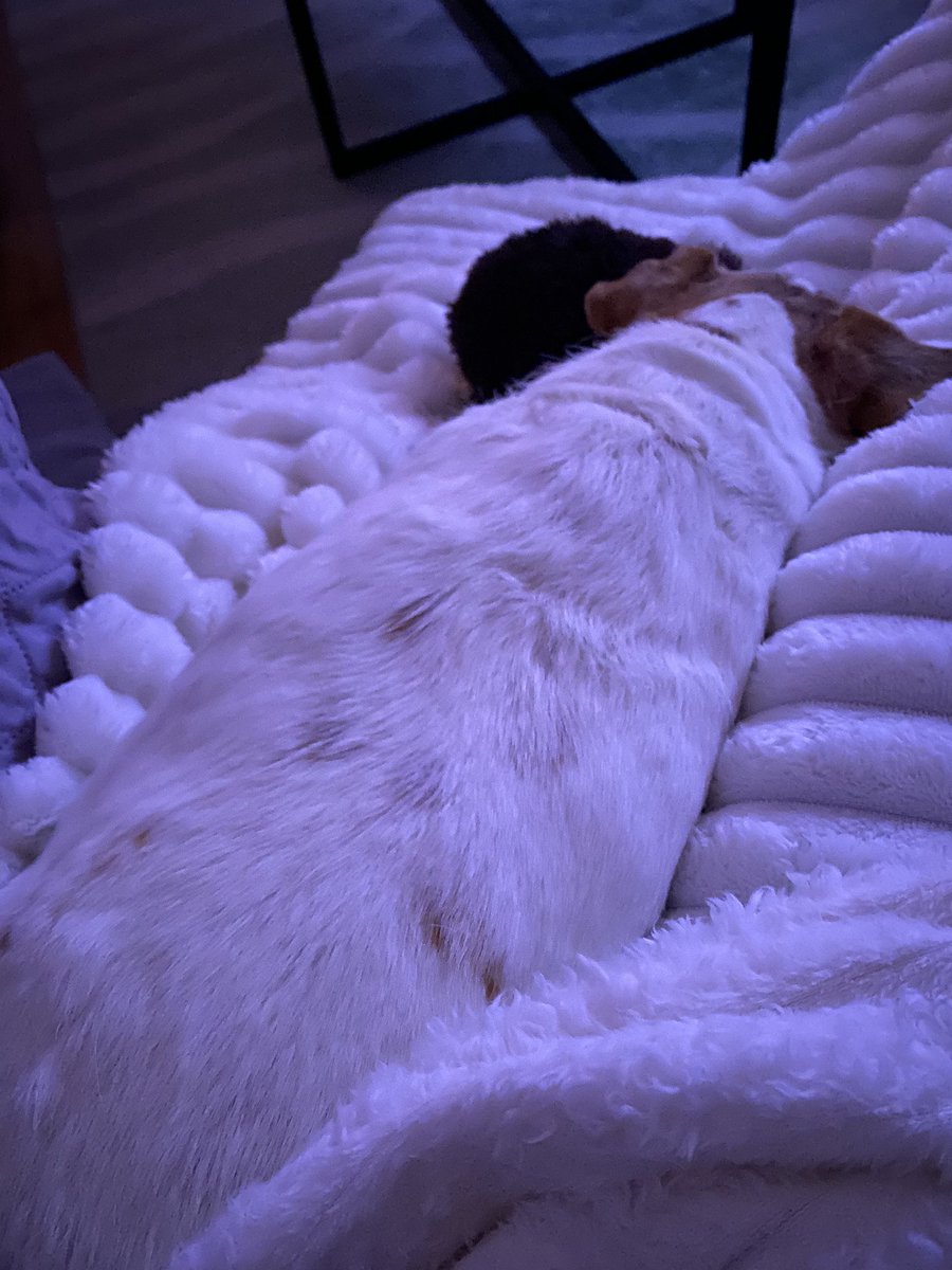 DaisyMaeJack's tweet photo. Goobness it’s exhausting being pawsome @CanadianPenny1 all day! How do you do it ?! 😜. Thanks for being a good sport and thank you EVERYONE for all da great comments! Hope you all had a safe and fun Halloween! I’ll just be here napping 😴🐾🖤🧡 #Halloween #dogsofX #novemberone https://t.co/B90OJOnwHp