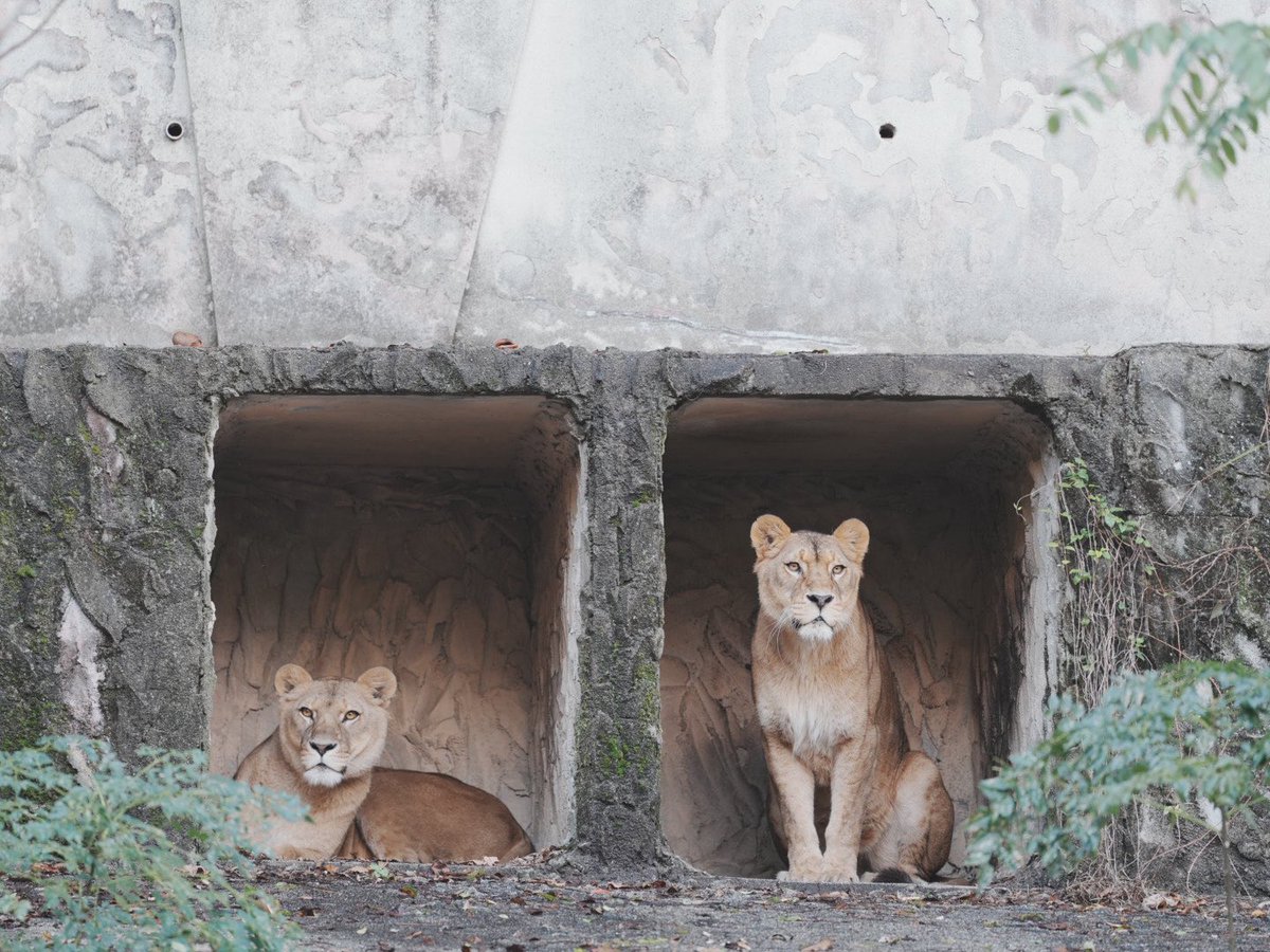 YU。猫　　プロフ確認願 しろねこ on X