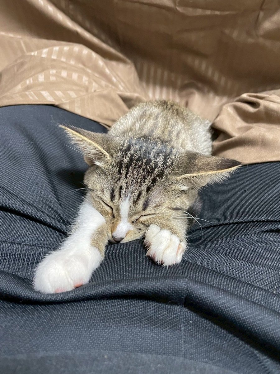 猫のひげ (@zUL16Ti1GMdX7Iz) / Posts / X