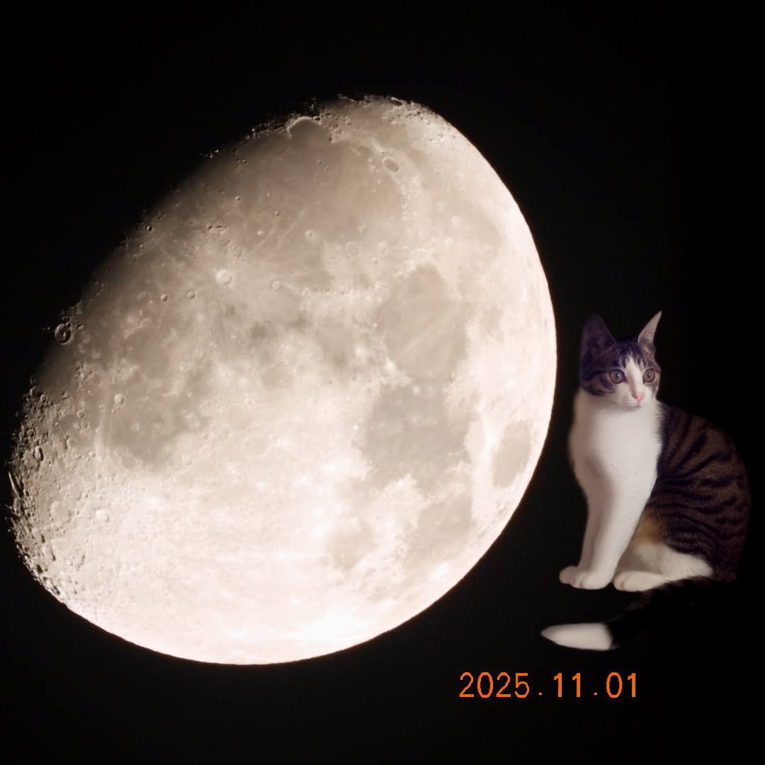 こてにゃんページ ななほし/こーだい on X