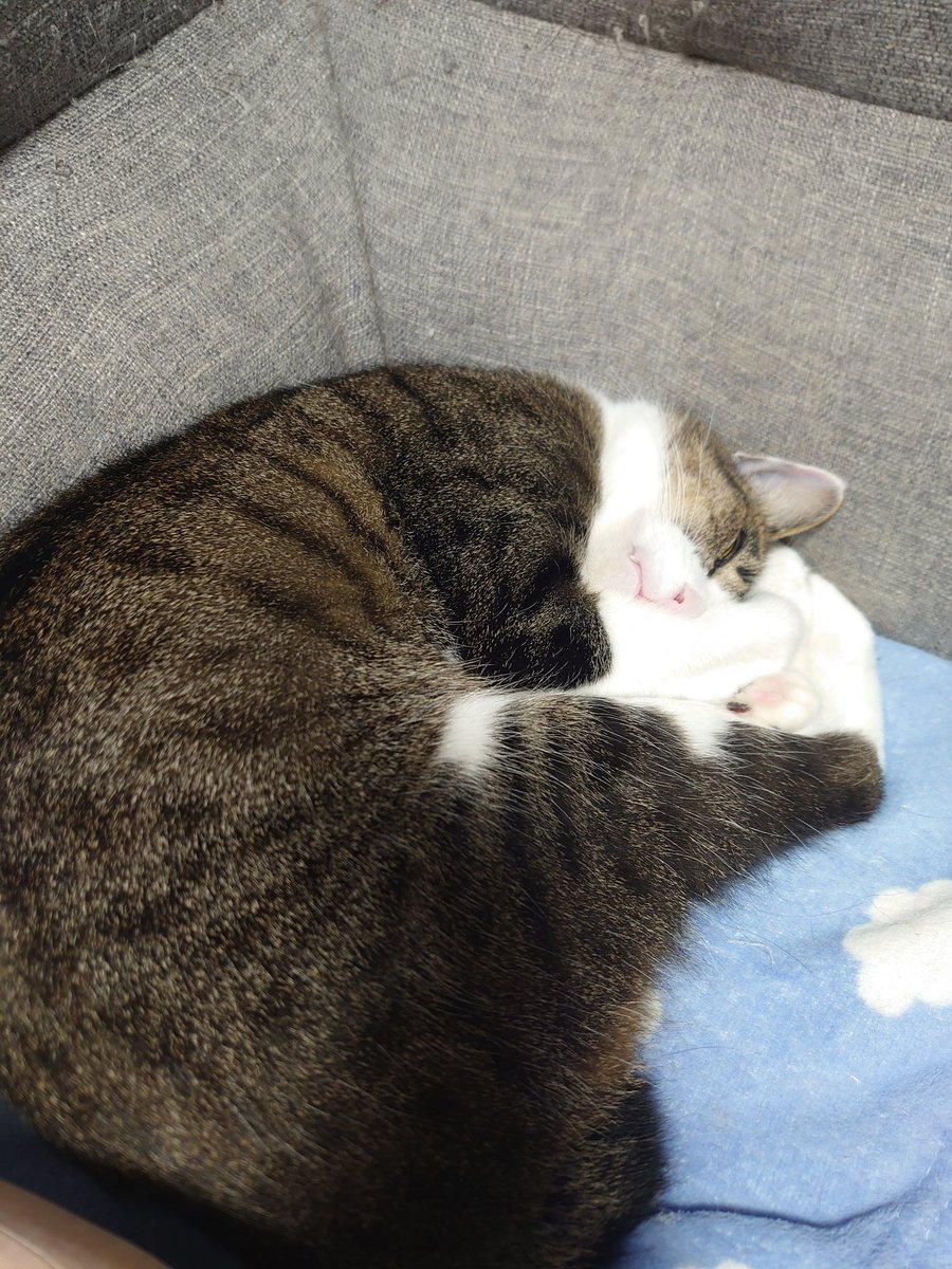 猫のいる暮らし on X