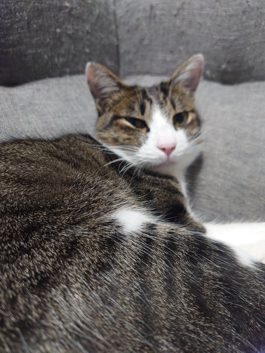 猫のいる暮らし on X