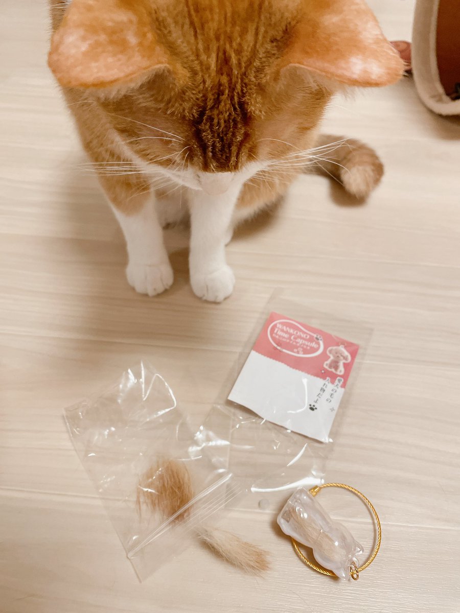 きなこページ きなこ on X