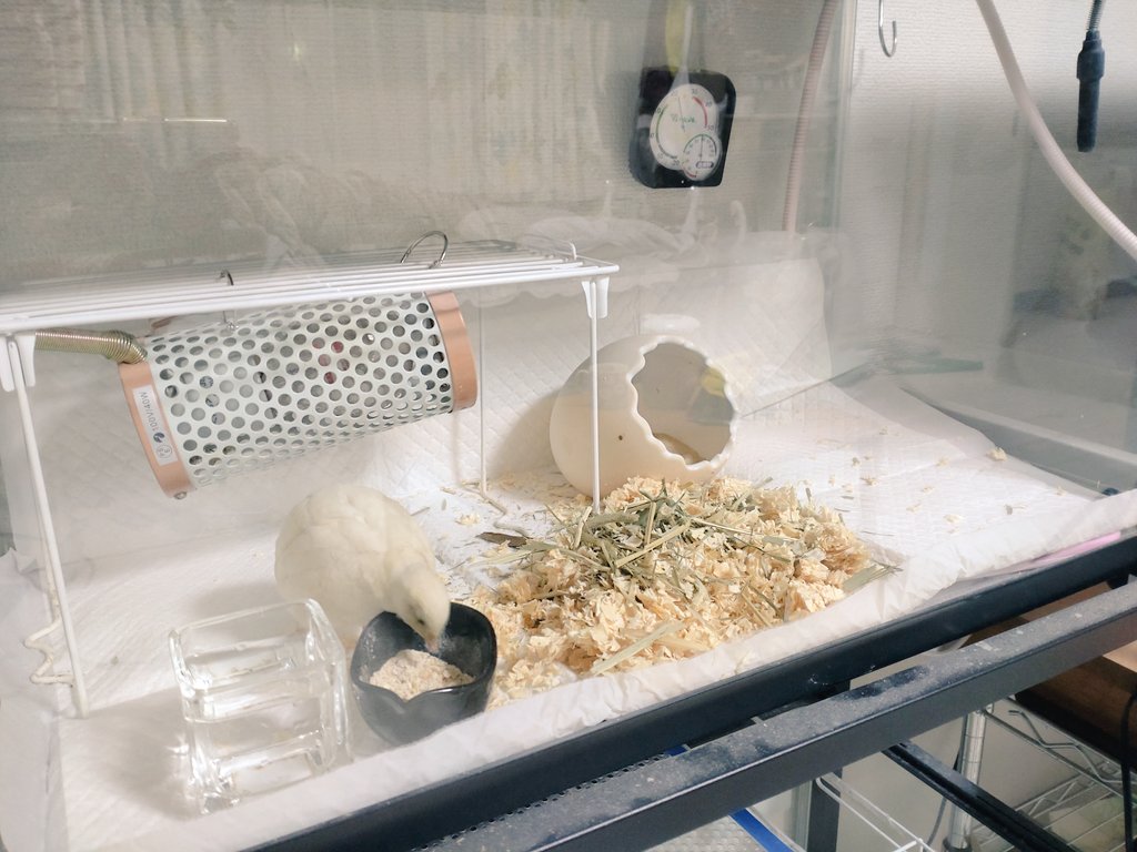 ひめうずら研究室 成鳥用配合飼料 4kg 鳥 餌 ヒメウズラ