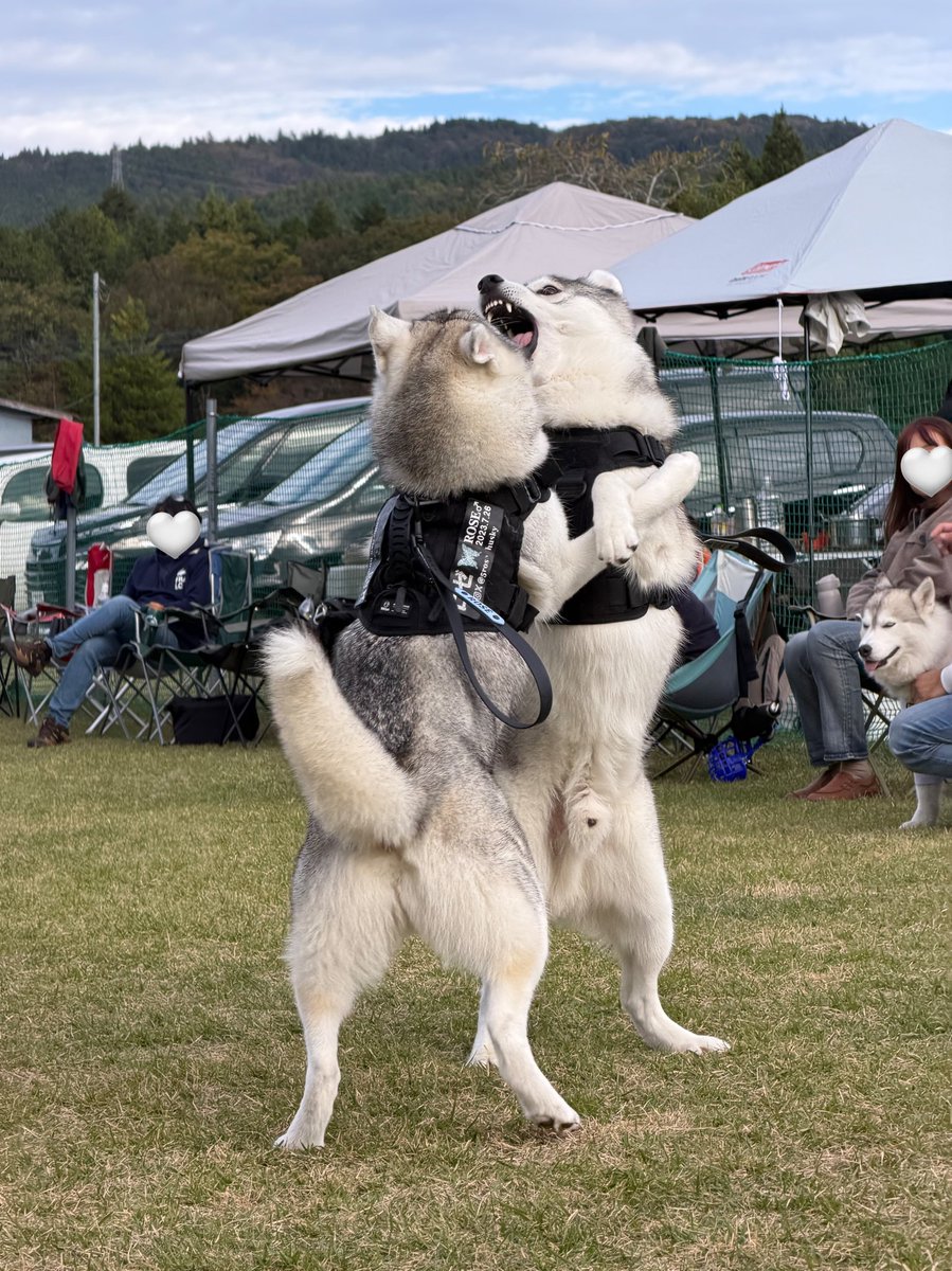 のこったのこった