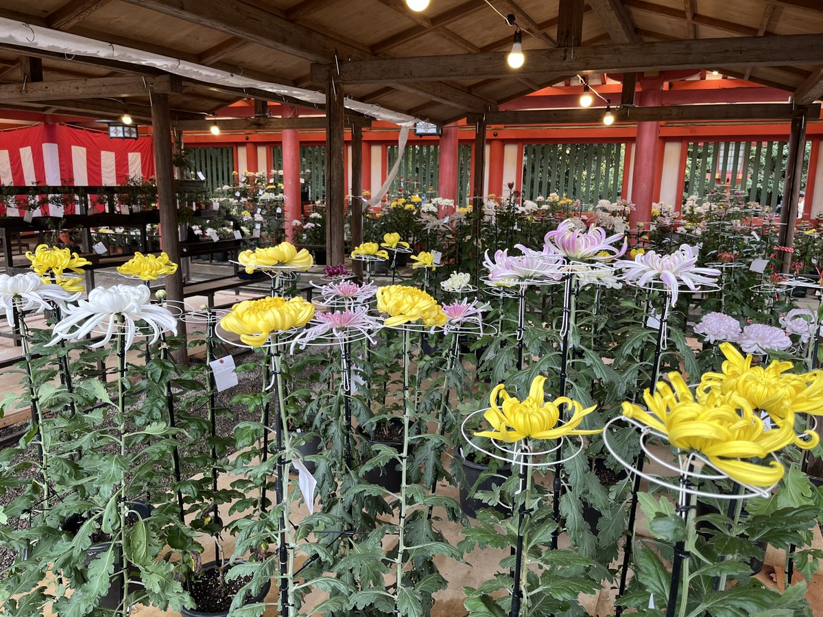 紫苑ページ 紫苑 on X