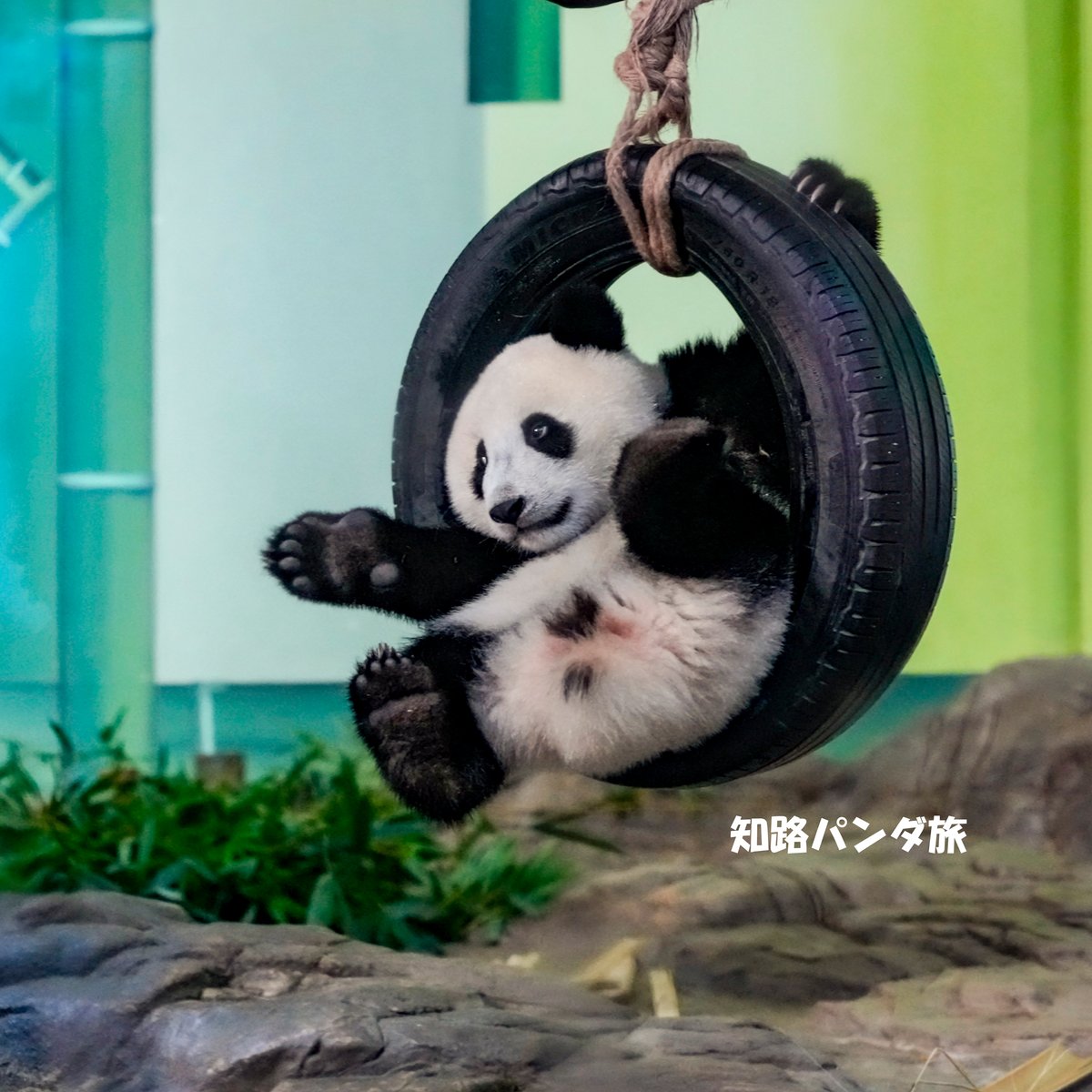 zhiluniannian's tweet image. 2025/8/05 #広州長隆野生動物世界 のちびっこスター、#妹猪(メイジュ)😊💕
A star panda at GuangZhou Chimelong Safari Park, MeiZhu!  So cute.💘

#panda #MeiZhu #GuangZhouChimelongSafariPark