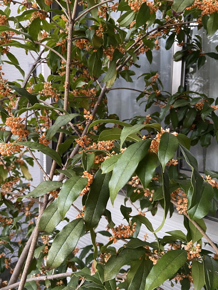 希望の象徴！幸運木【森からやって来た天然野生のもみの木さん＊樅の木】今年3年生！ 巨木・名木 - 地域の自然 - 愛知県東三河総局新城設楽振興事務所