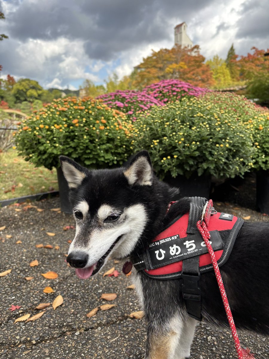 黒柴いぬち(6柴⃞の母ちゃん) on X