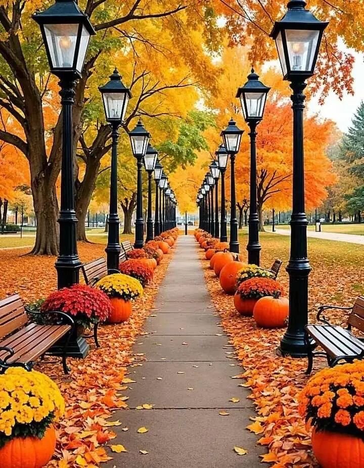 qiuxiansheng666's tweet image. 落叶知秋，微风袭来，所有美好不期而遇，如画的风景值得体验，千变万化的人生有百万种可能。