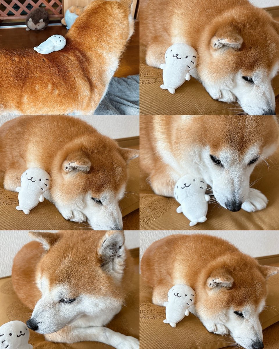 グッドはな丸 (@87maruGood) / Posts / X