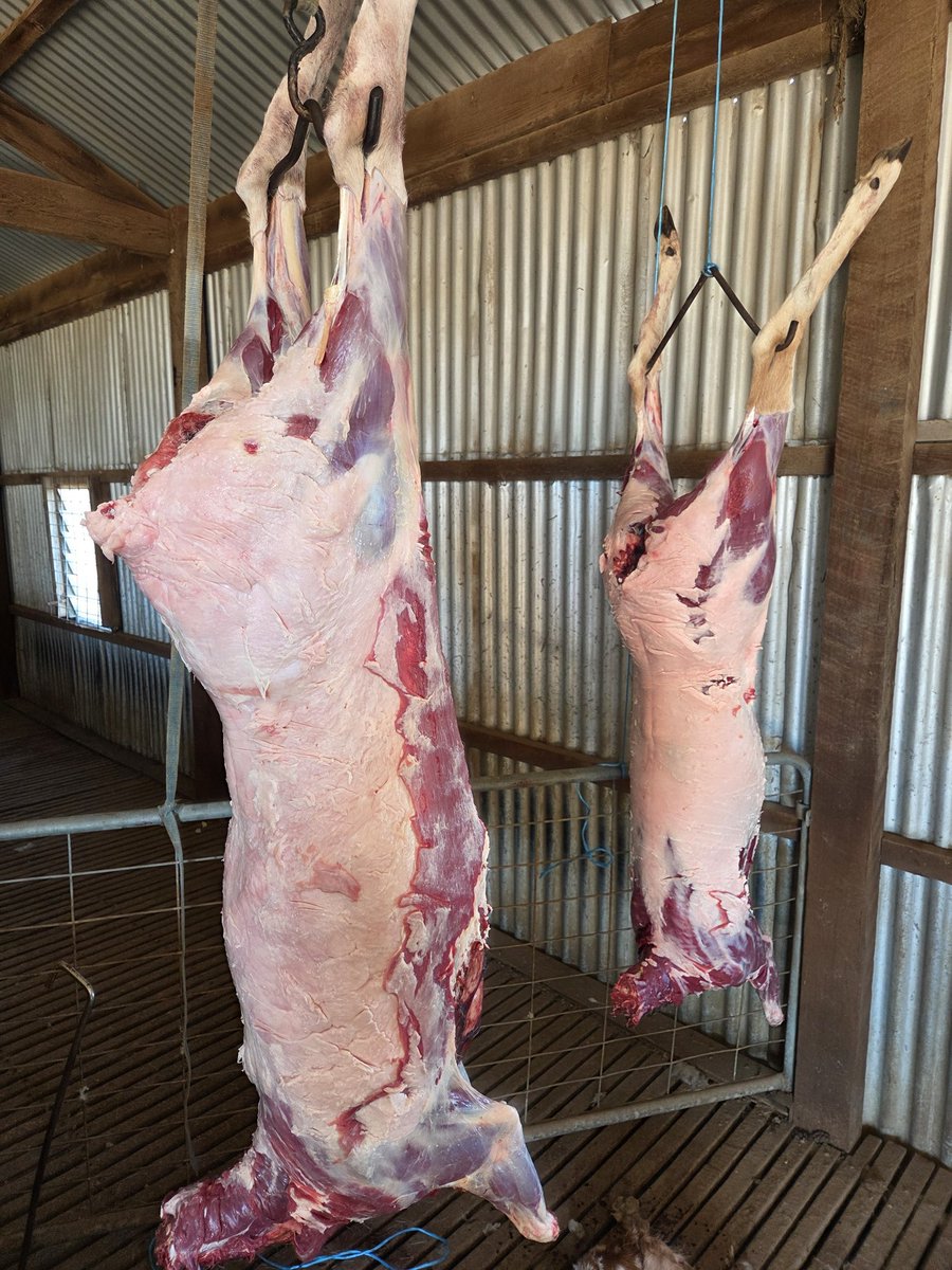 Leighton Wilksch tweet media