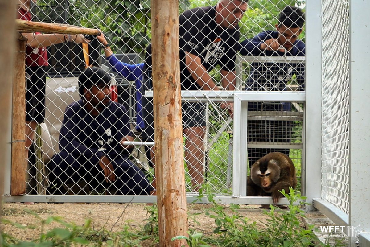 WFFThailand's tweet image. Big #news! 🎉 Some of our #rescued coconut #monkeys have just moved into their brand-new side enclosures - the first step in our long-term mission to end #macaque abuse in #Thailand’s coconut industry. 🐒💚

Learn more &amp;amp; support the project:
🔗 wfft.org/end-coconut-mo…