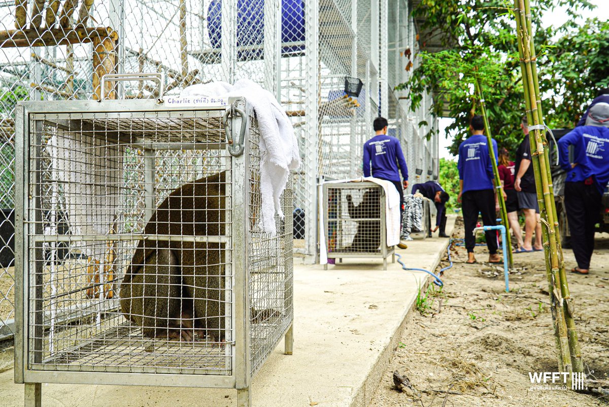 WFFThailand's tweet image. Big #news! 🎉 Some of our #rescued coconut #monkeys have just moved into their brand-new side enclosures - the first step in our long-term mission to end #macaque abuse in #Thailand’s coconut industry. 🐒💚

Learn more &amp;amp; support the project:
🔗 wfft.org/end-coconut-mo…