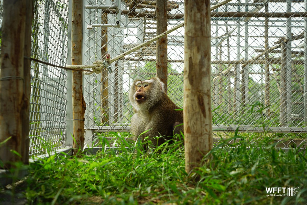 WFFThailand's tweet image. Big #news! 🎉 Some of our #rescued coconut #monkeys have just moved into their brand-new side enclosures - the first step in our long-term mission to end #macaque abuse in #Thailand’s coconut industry. 🐒💚

Learn more &amp;amp; support the project:
🔗 wfft.org/end-coconut-mo…