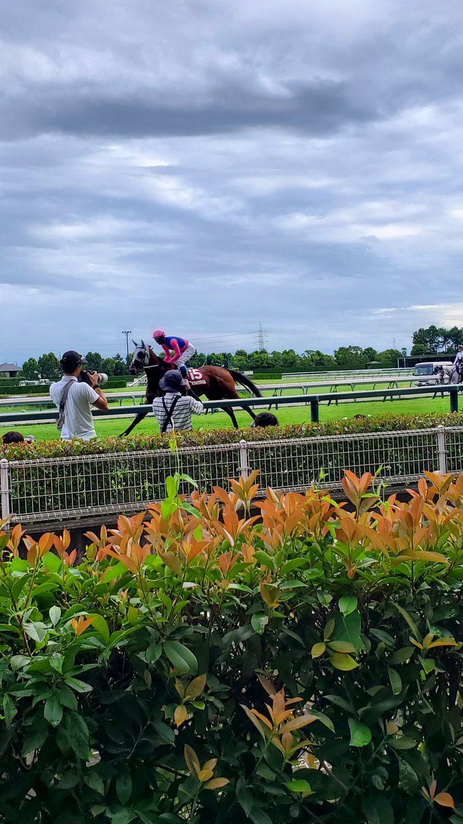 メイショウタバル頑張れー！