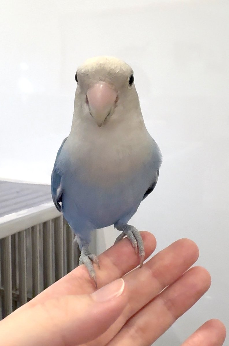 ふく（幸せ文鳥ライフ） (@fkfkfkchanchan) / Posts / X