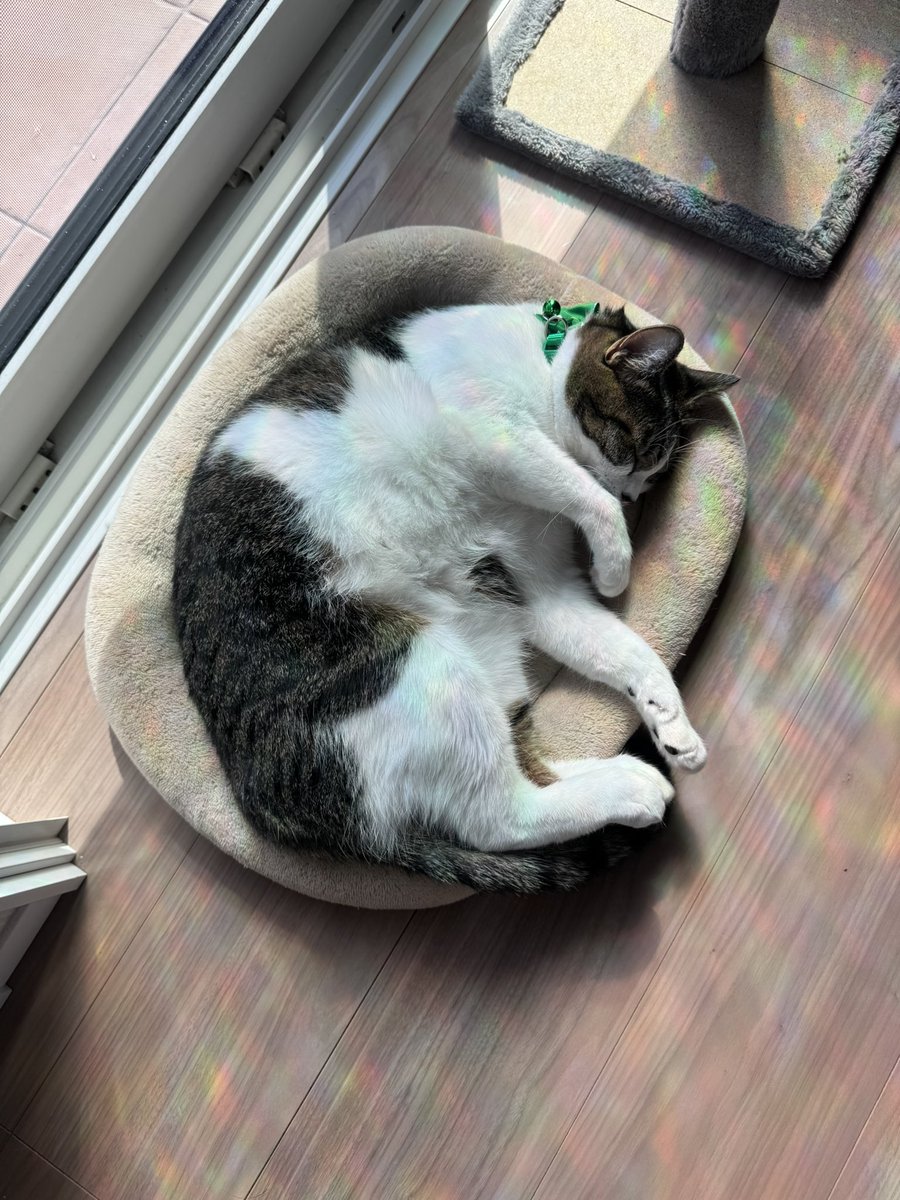 ニ ク。 (@jzx0183) / Posts / X