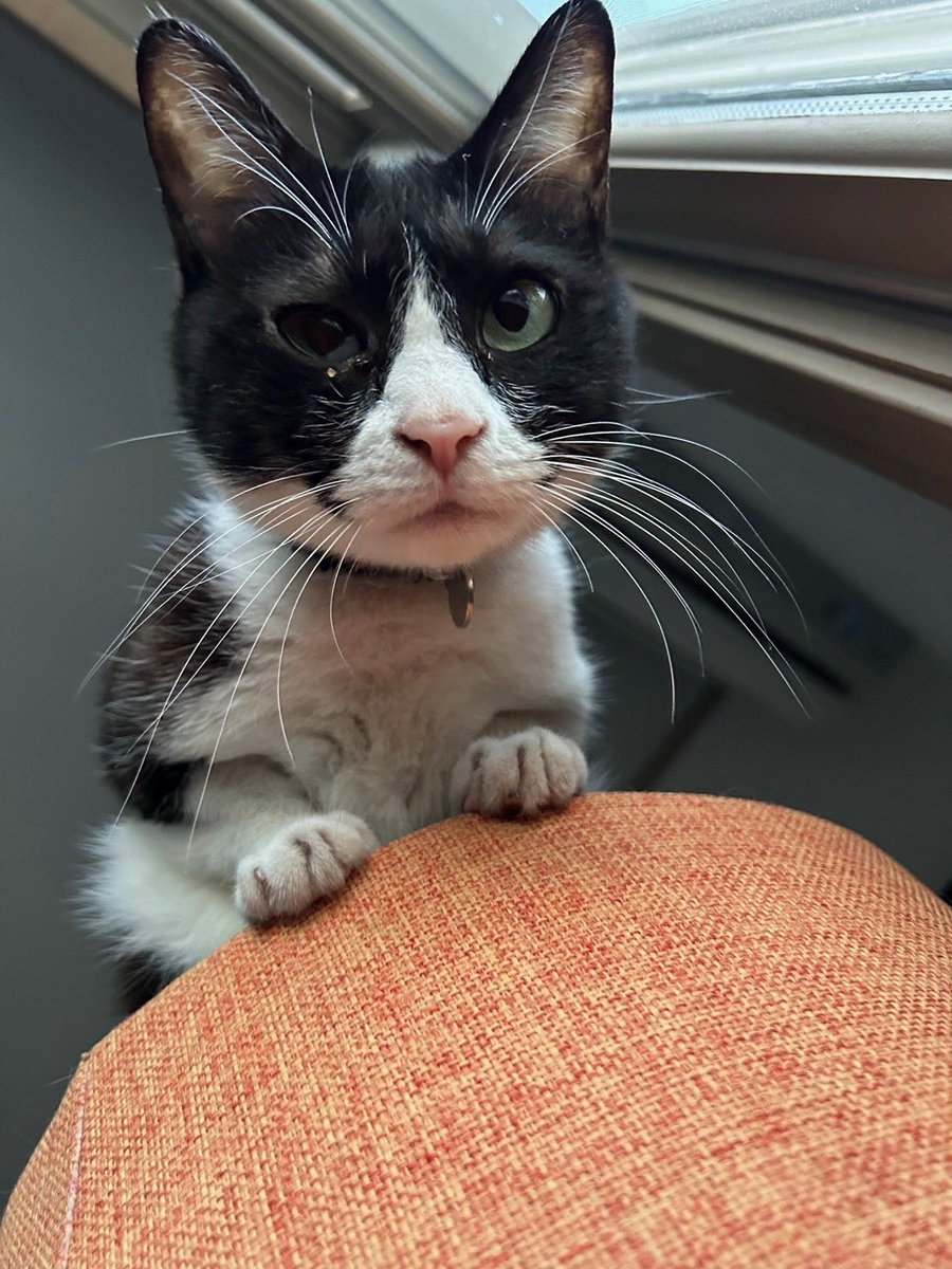 ネコちゃん探偵のプロ#迷子猫ゼロ協会 on X