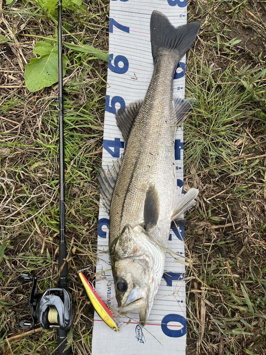 SHU様 確認用　5.8 catfish Aquarium Movies (Japan) archive 生きている魚図鑑: ブルー