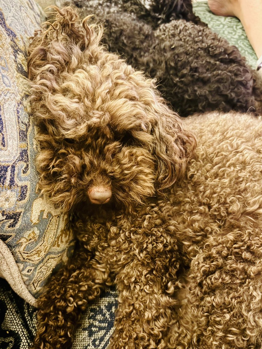 All tuckered out. 🥰