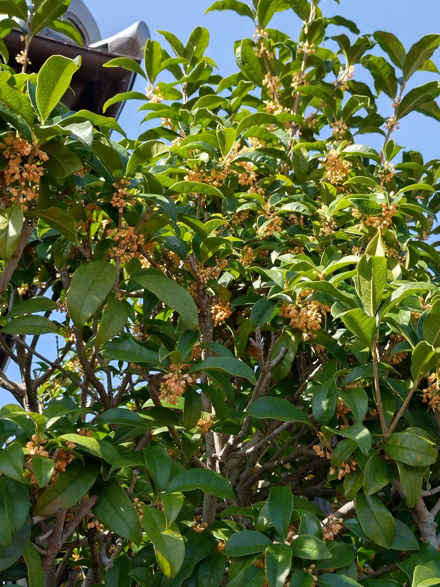 goodページ OXBOX J4PG4030B1060A 2.5 Ton High-Efficiency Gas Package Unit User