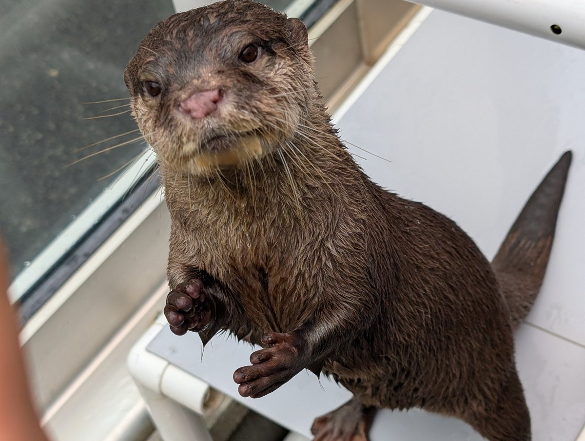 コツメカワウソと仲間たち【よみうりランド公式】 (@yomiuriland_ani