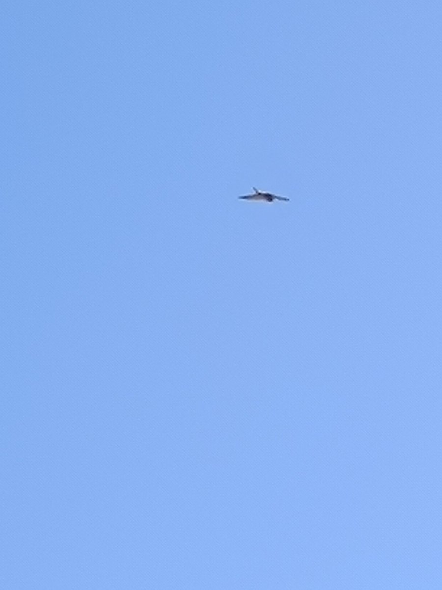 I think I saw a falcon